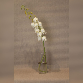 White Orchid Yucca Gloriosa Artificial Flower