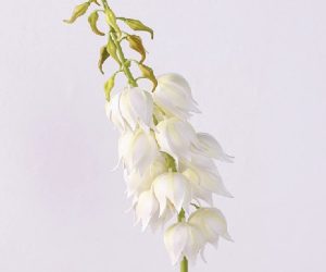 White Orchid Yucca Gloriosa Artificial Flower