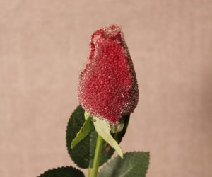 Glitter-Dusted Red Rose Stem with Leaves